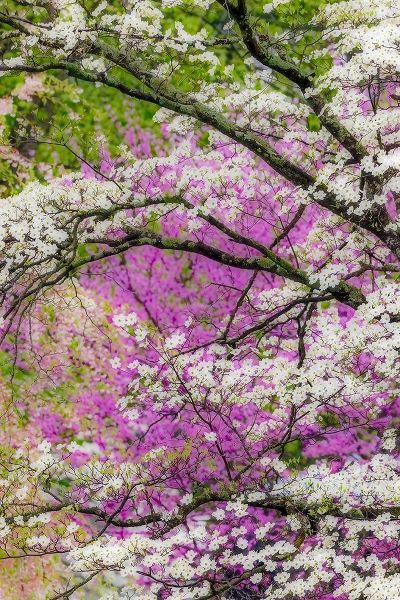 Jones, Adam 아티스트의 Soft focus view of flowering dogwood tree and distant Eastern redbud-Kentucky작품입니다.